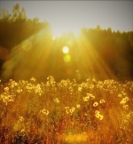 «Солнечный» вклад в Татсоцбанке